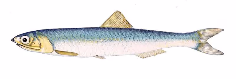 Ilustrasi dokumenter Engraulis encrasicolus.