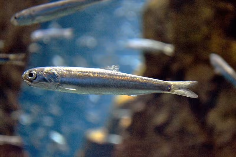 Dokumentasi Engraulis japonicus