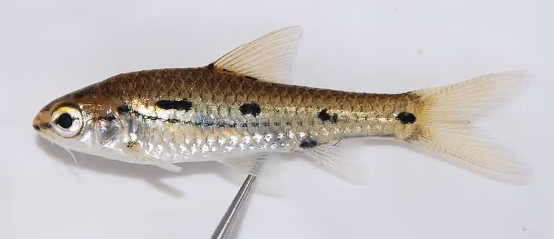 Dokumentasi Enteromius bifrenatus