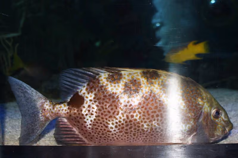 Dokumentasi Epinephelus analogus