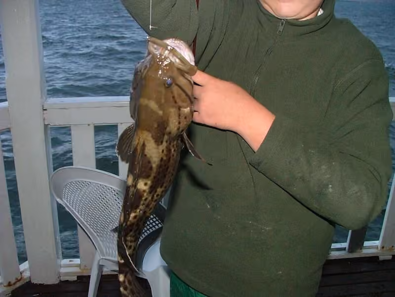 Dokumentasi Epinephelus andersoni