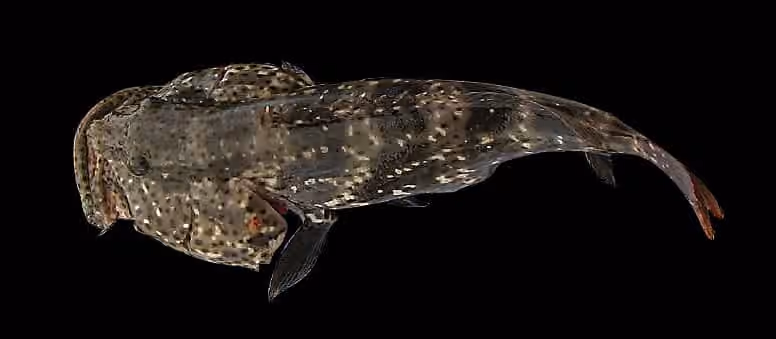 Dokumentasi Epinephelus coioides