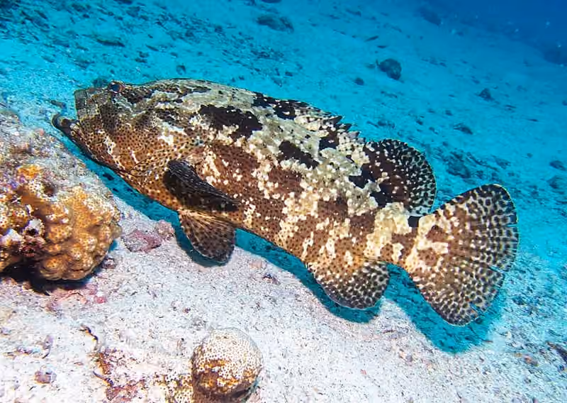 Dokumentasi Epinephelus fuscoguttatus