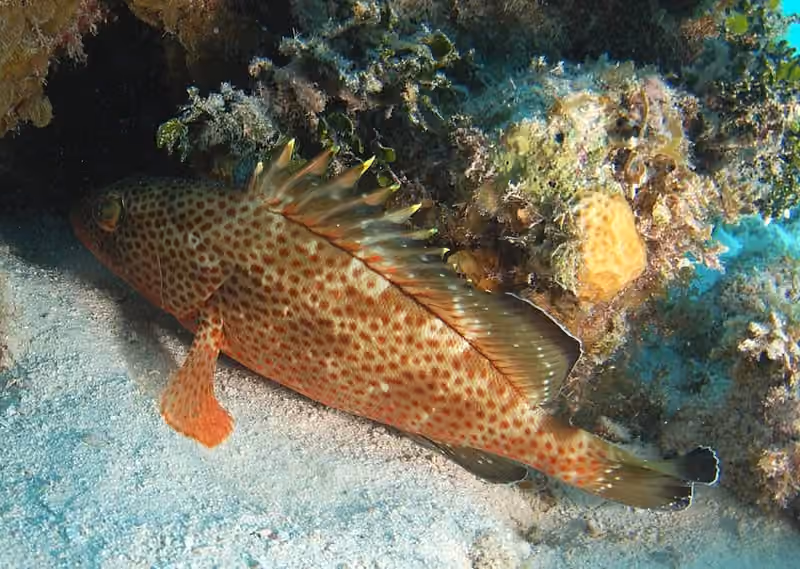Dokumentasi Epinephelus guttatus