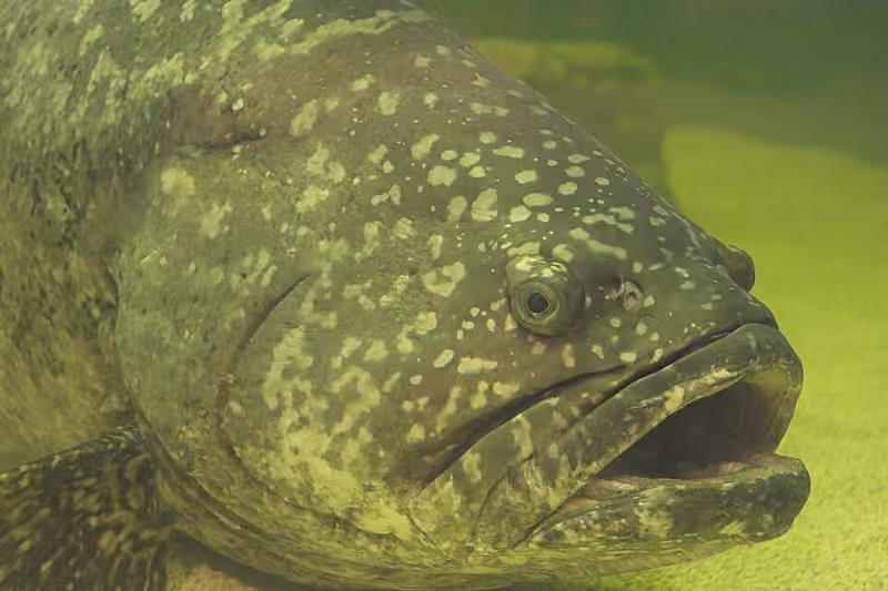 Dokumentasi Epinephelus itajara