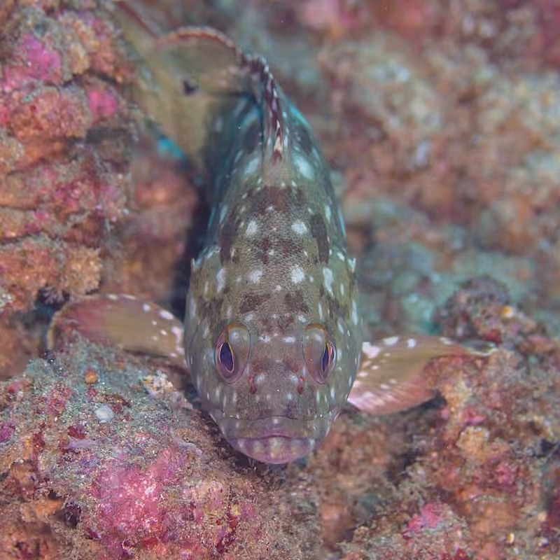Dokumentasi Epinephelus labriformis