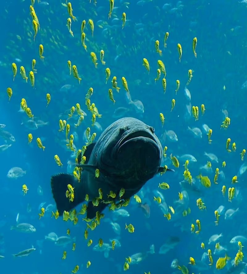 Dokumentasi Epinephelus lanceolatus