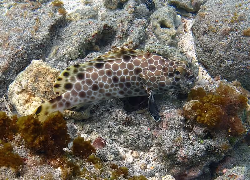 Dokumentasi Epinephelus macrospilos
