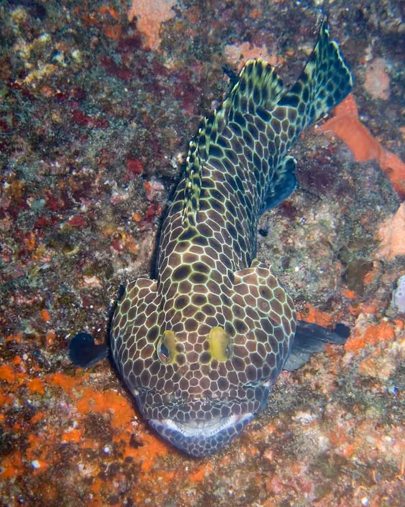 Dokumentasi Epinephelus merra