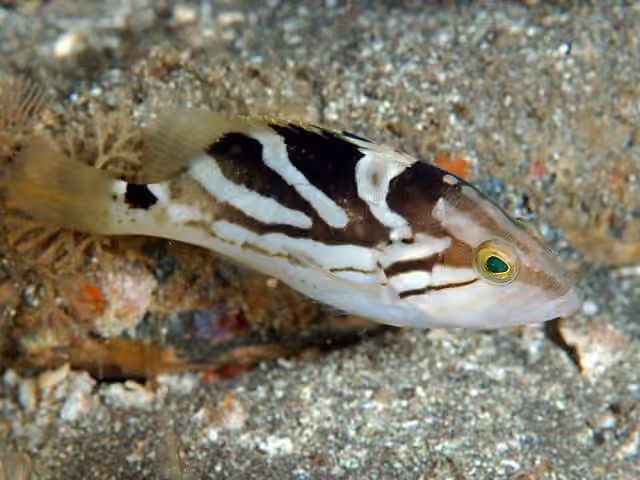 Dokumentasi Epinephelus morrhua