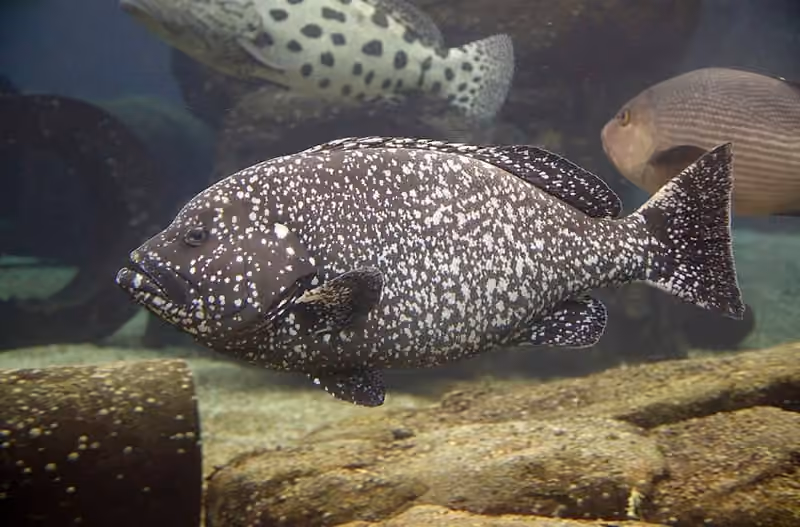 Dokumentasi Epinephelus multinotatus