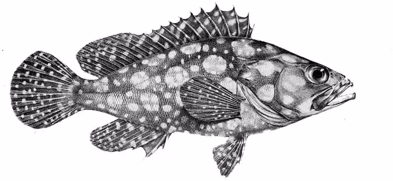 Ilustrasi dokumenter Epinephelus ongus.