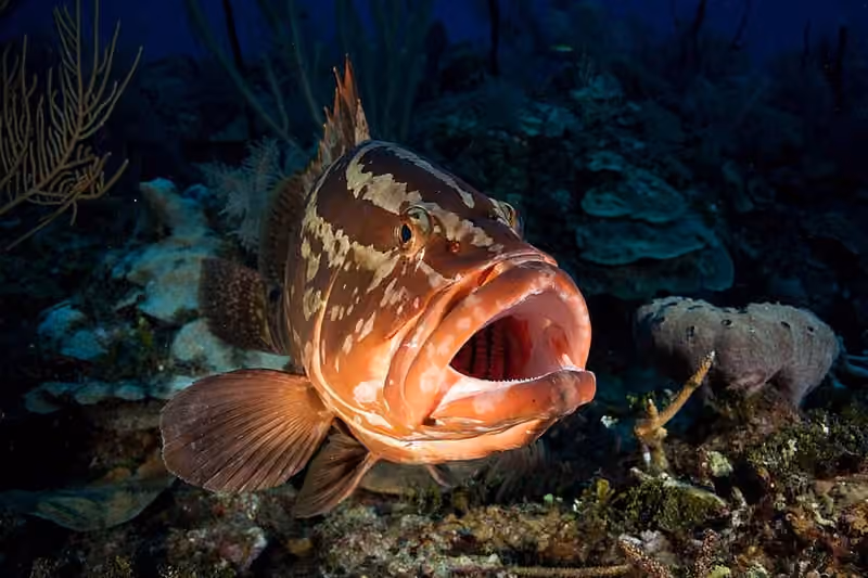 Dokumentasi Epinephelus striatus