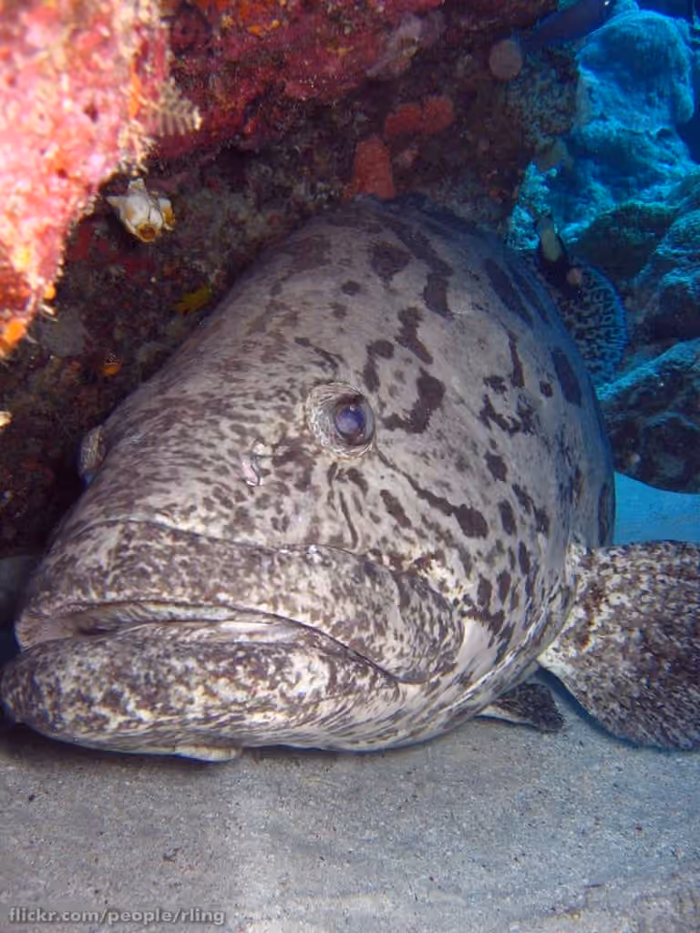 Dokumentasi Epinephelus tukula