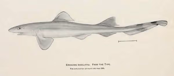 Ilustrasi dokumenter Eridacnis radcliffei.