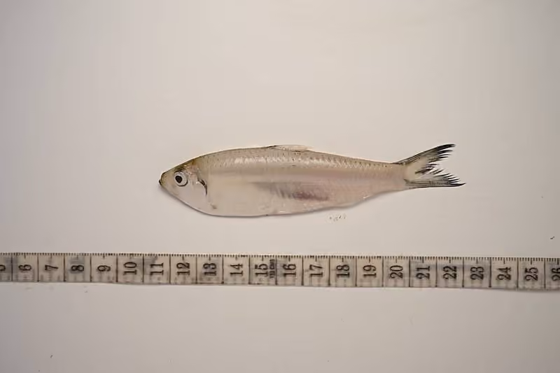 Dokumentasi Escualosa thoracata