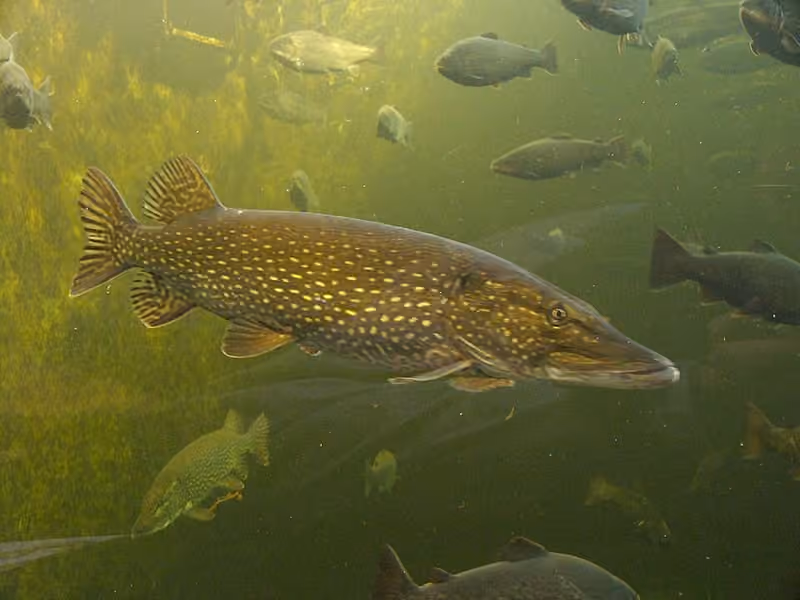 Dokumentasi Esox lucius