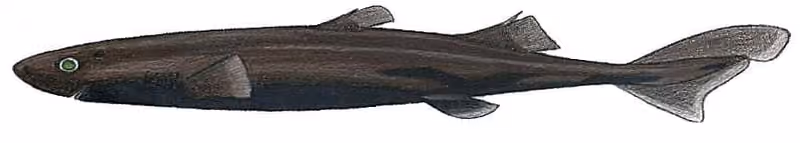 Dokumentasi Etmopterus gracilispinis