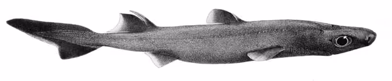 Ilustrasi dokumenter Etmopterus granulosus.