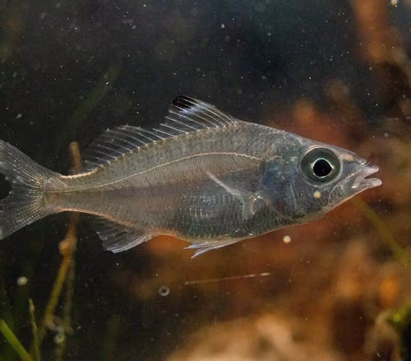 Dokumentasi Eucinostomus melanopterus