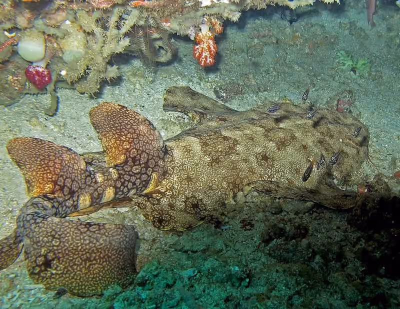 Dokumentasi Eucrossorhinus dasypogon