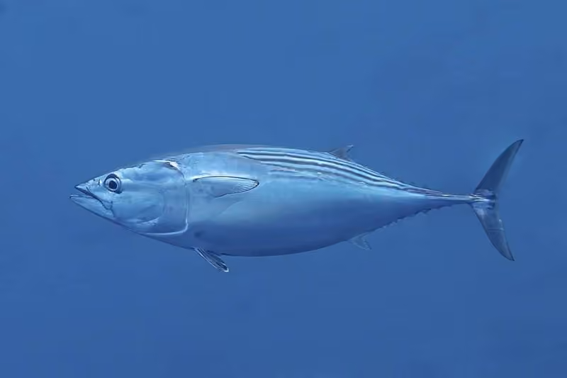 Dokumentasi Euthynnus lineatus