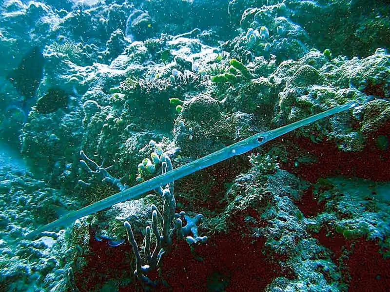 Dokumentasi Fistularia commersonii