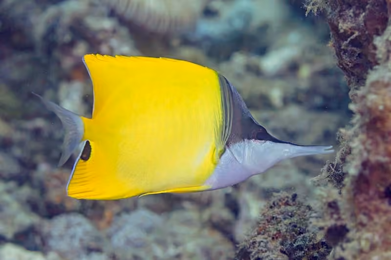 Dokumentasi Forcipiger flavissimus