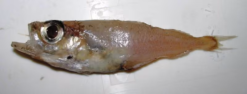 Dokumentasi Gadiculus argenteus