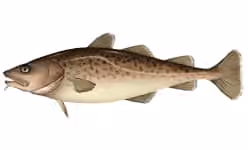 Ilustrasi dokumenter Gadus macrocephalus.