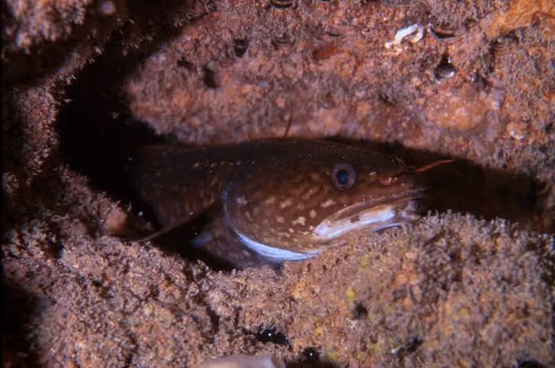 Dokumentasi Gaidropsarus mediterraneus