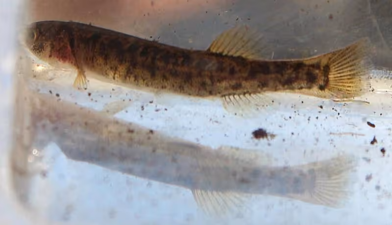 Dokumentasi Galaxias zebratus