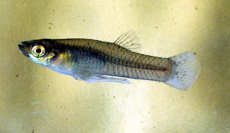 Dokumentasi Gambusia affinis