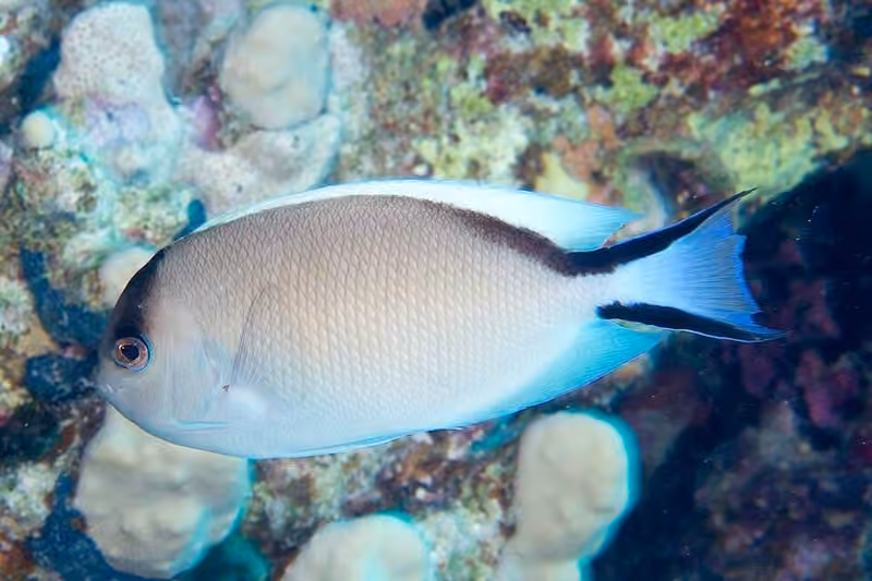 Dokumentasi Genicanthus caudovittatus