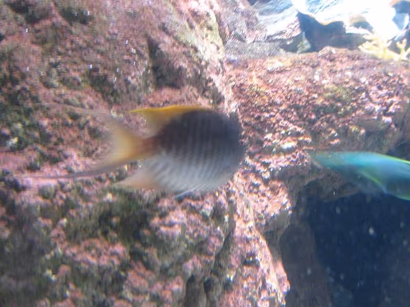 Dokumentasi Genicanthus melanospilos