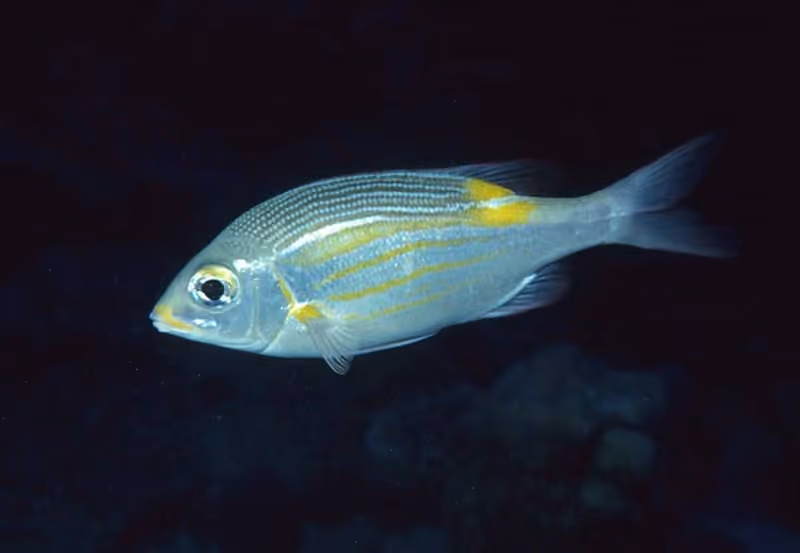 Dokumentasi Gnathodentex aureolineatus