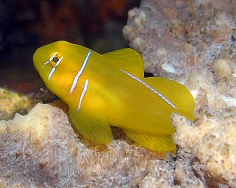 Dokumentasi Gobiodon citrinus