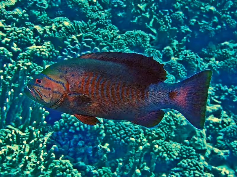 Dokumentasi Gracila albomarginata