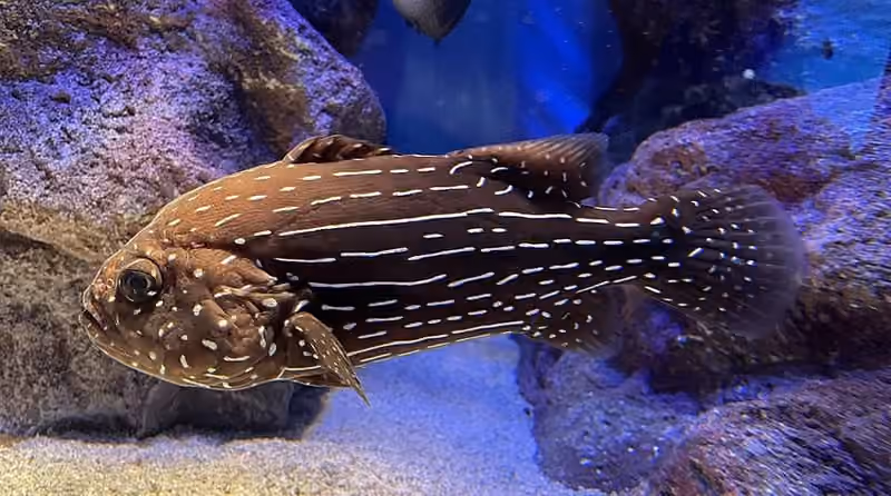 Dokumentasi Grammistes sexlineatus
