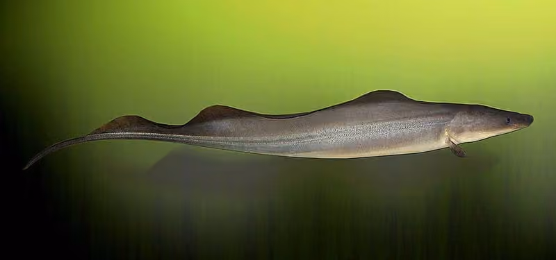 Dokumentasi Gymnarchus niloticus