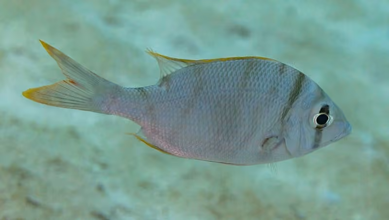 Dokumentasi Gymnocranius elongatus