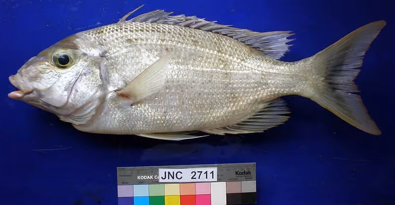 Dokumentasi Gymnocranius grandoculis