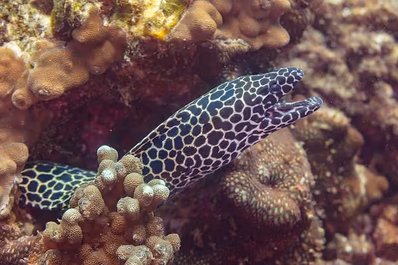 Dokumentasi Gymnothorax favagineus