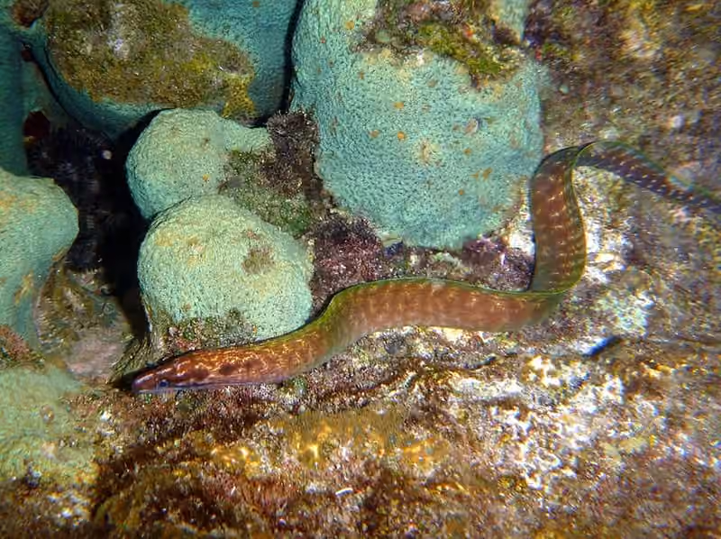 Dokumentasi Gymnothorax margaritophorus