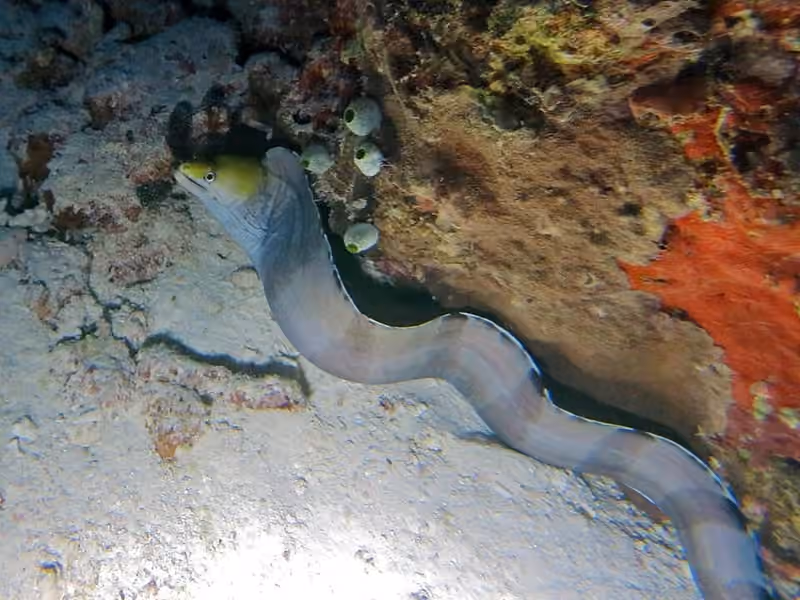 Dokumentasi Gymnothorax rueppelliae