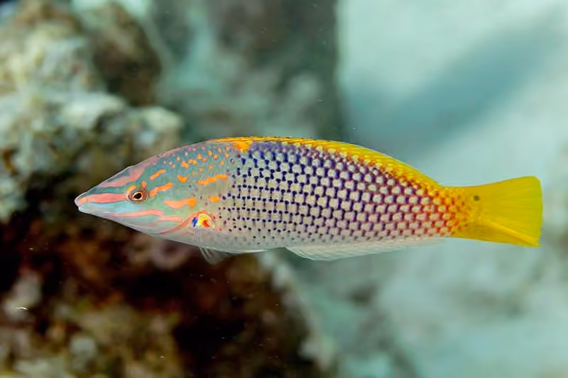 Dokumentasi Halichoeres hortulanus