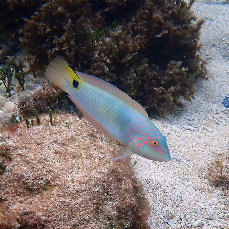 Dokumentasi Halichoeres trimaculatus