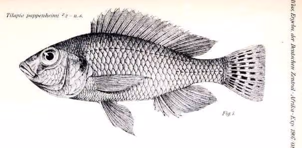 Ilustrasi dokumenter Haplochromis pappenheimi.