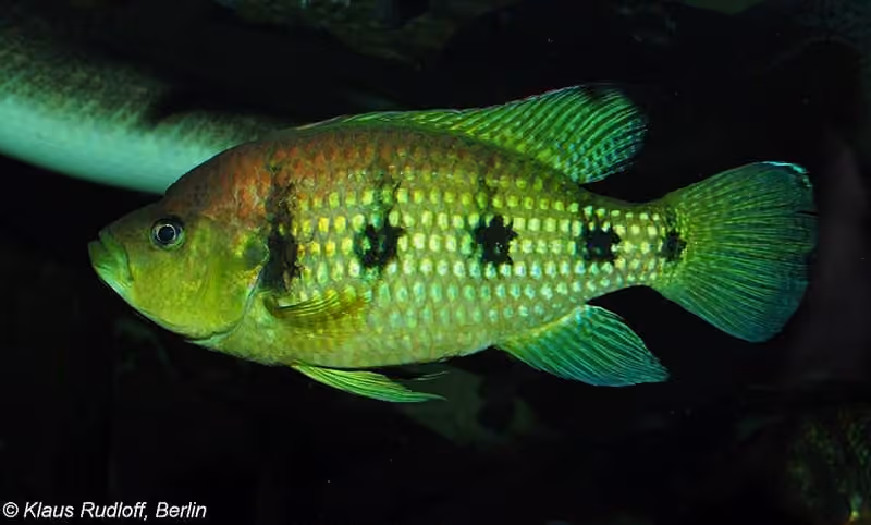 Dokumentasi Hemichromis elongatus