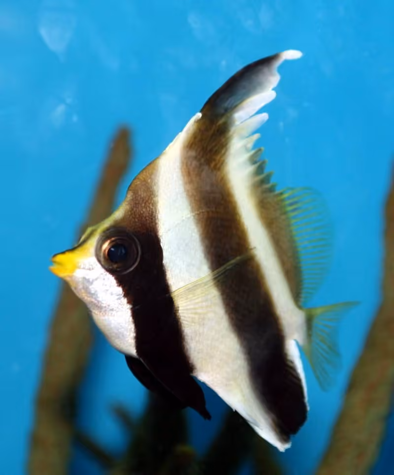 Dokumentasi Heniochus chrysostomus